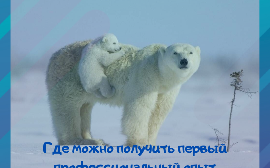 Где можно получить первый профессиональный опыт
